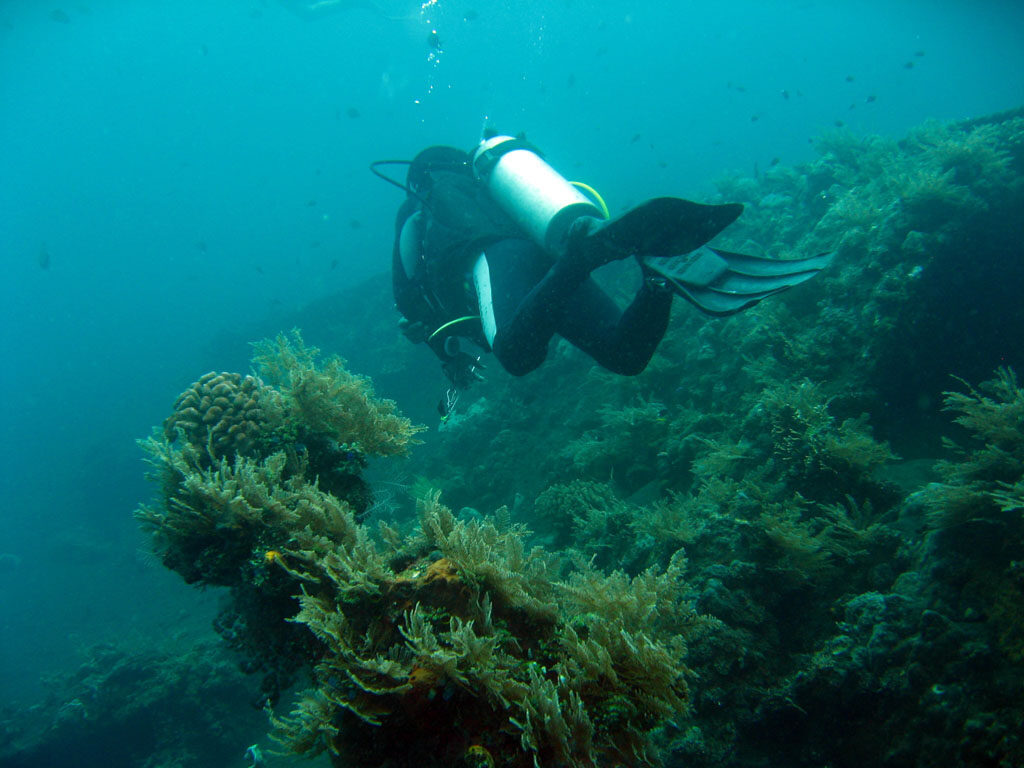 A diver drifting over the coral-encrusted deck of the Liberty.