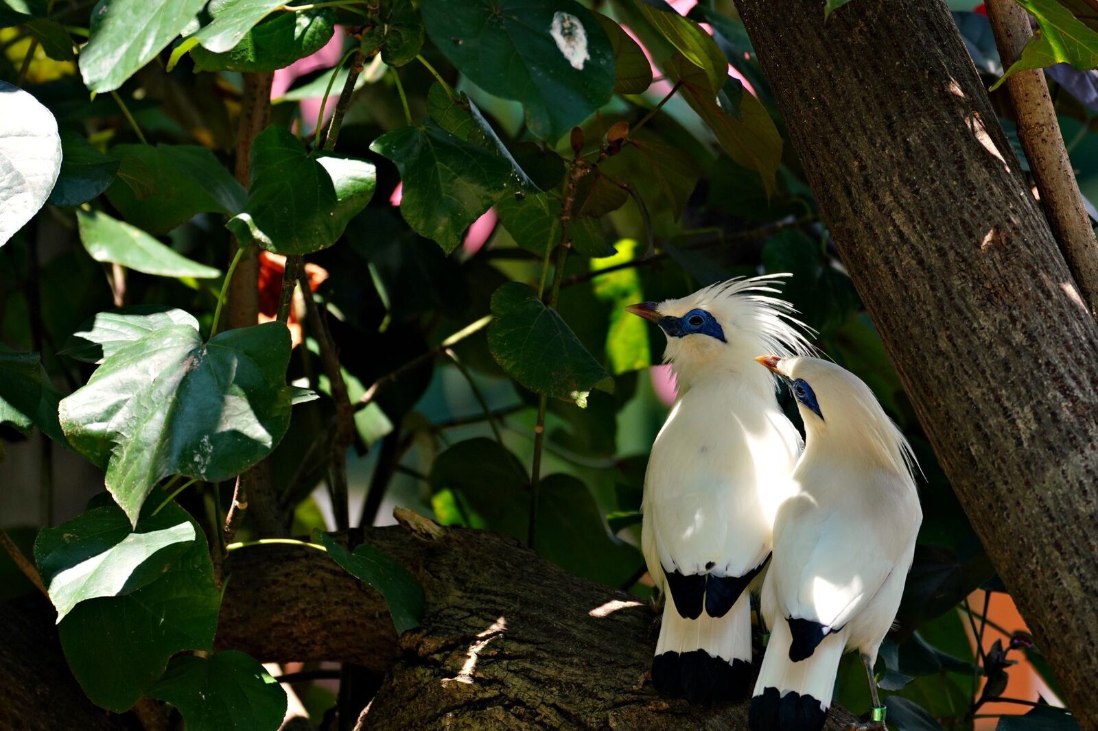 A pair of Bali starlings among green leaves.