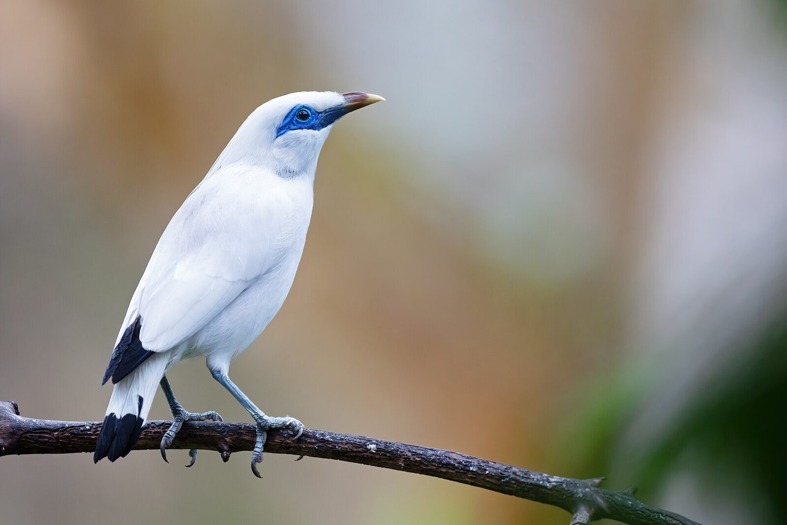 The Bali starling (Leucopsar rothschildi) in clean profile — snow-white, black wing tips, and the sky-blue eye-mask that makes it unmistakable.