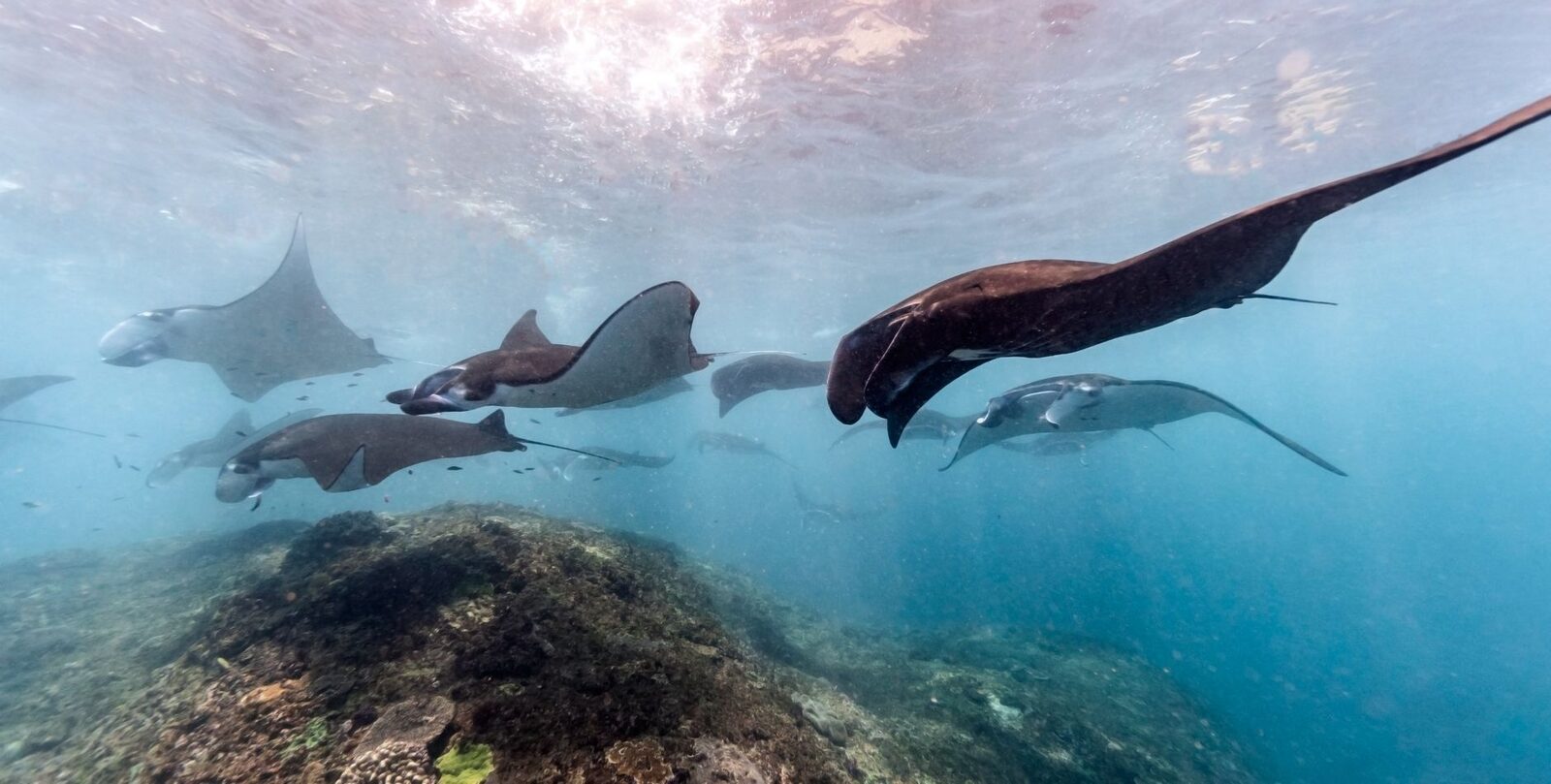 Several mantas working a cleaning station, snorkellers hanging back above.