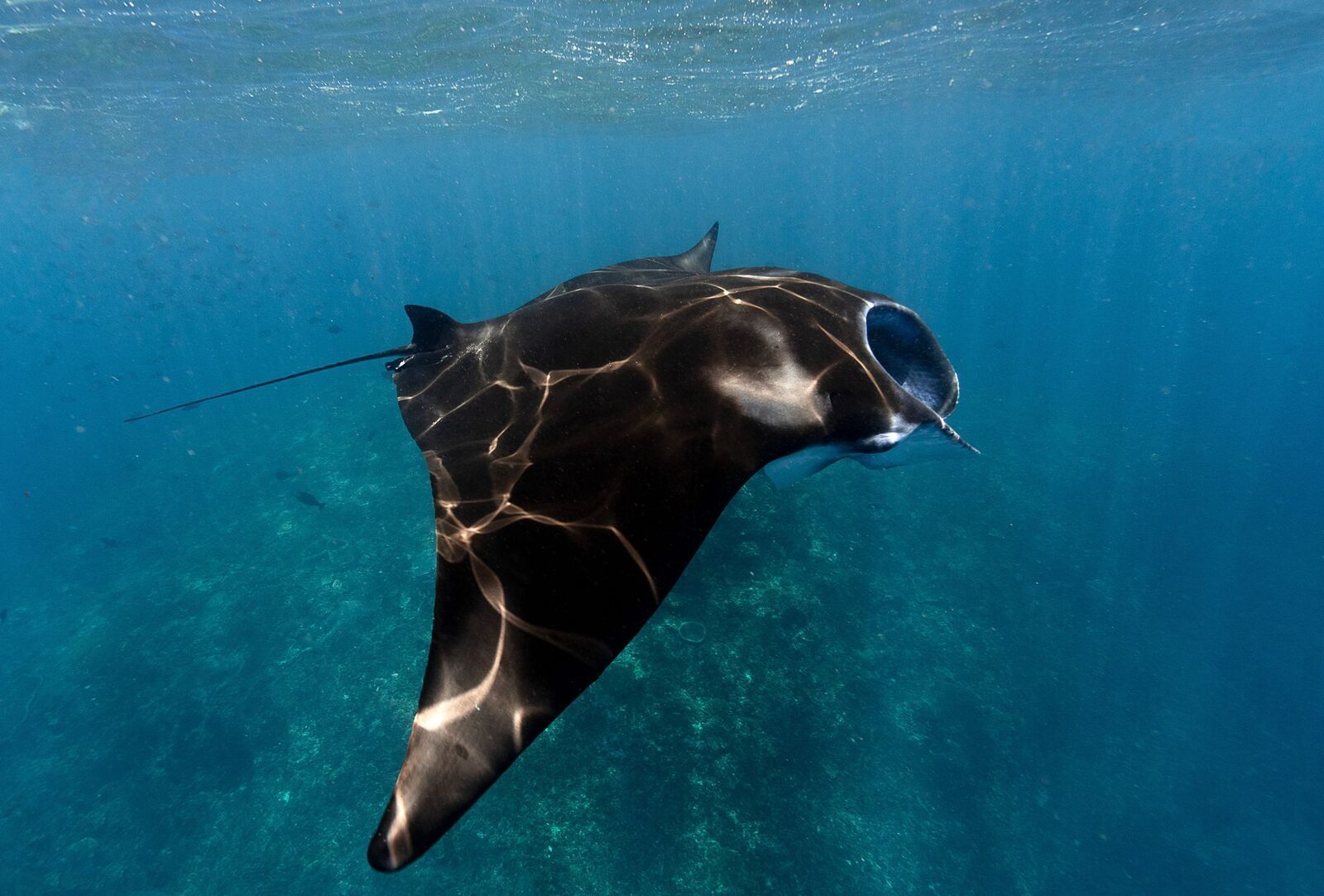 A dark-backed manta banking over the reef.