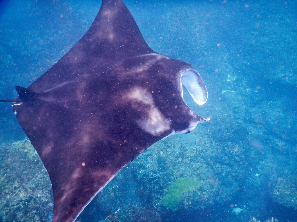 A manta seen from above, gliding the blue.