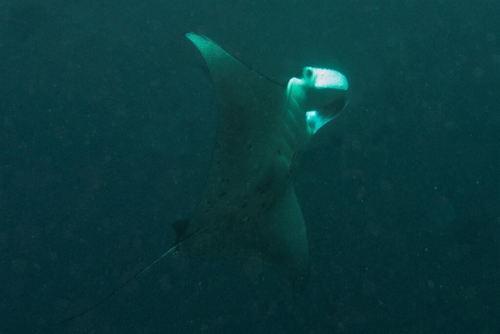 A manta over the reef at Manta Point, Nusa Penida.