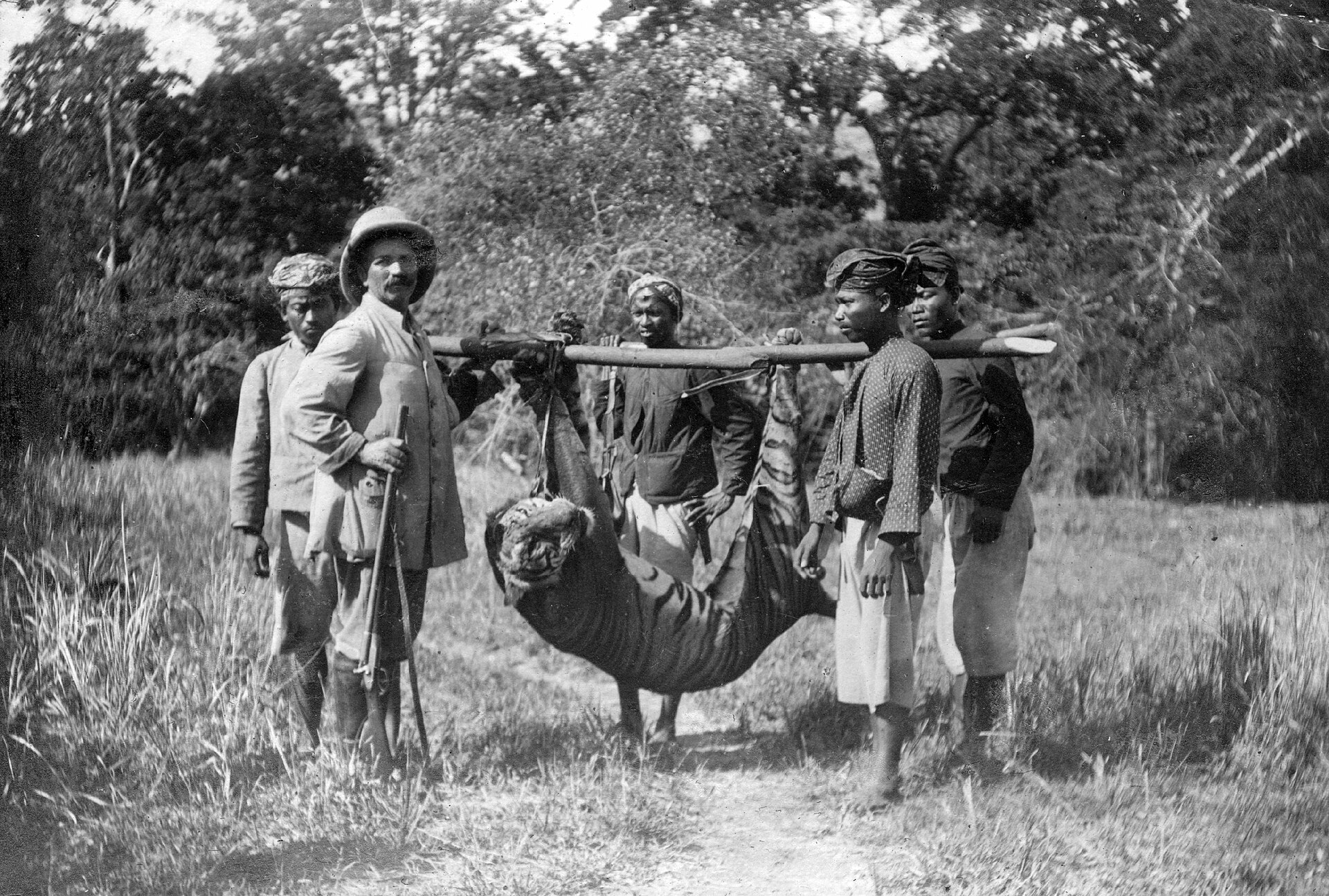Hunters carrying a shot Bali tiger at Gunung Gondol, early 20th century, among the only images of the extinct subspecies