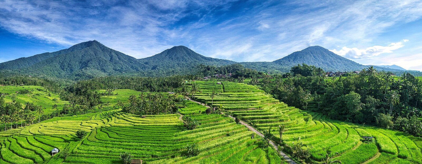 A panorama of the terraces spread beneath the twin peaks of the Batukaru range.