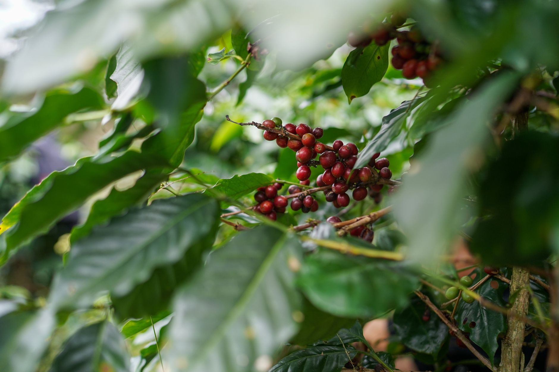 Ripe red arabica coffee cherries on a branch