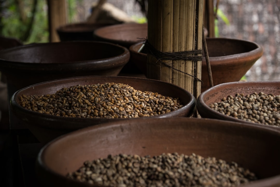 Raw coffee beans in a bowl from Bali