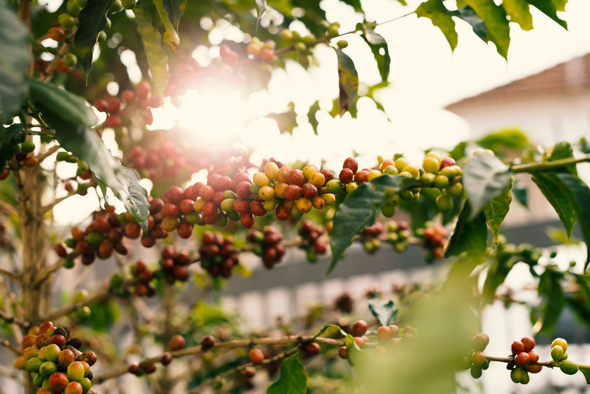 A sunlit coffee plant with ripe red cherries on the branch