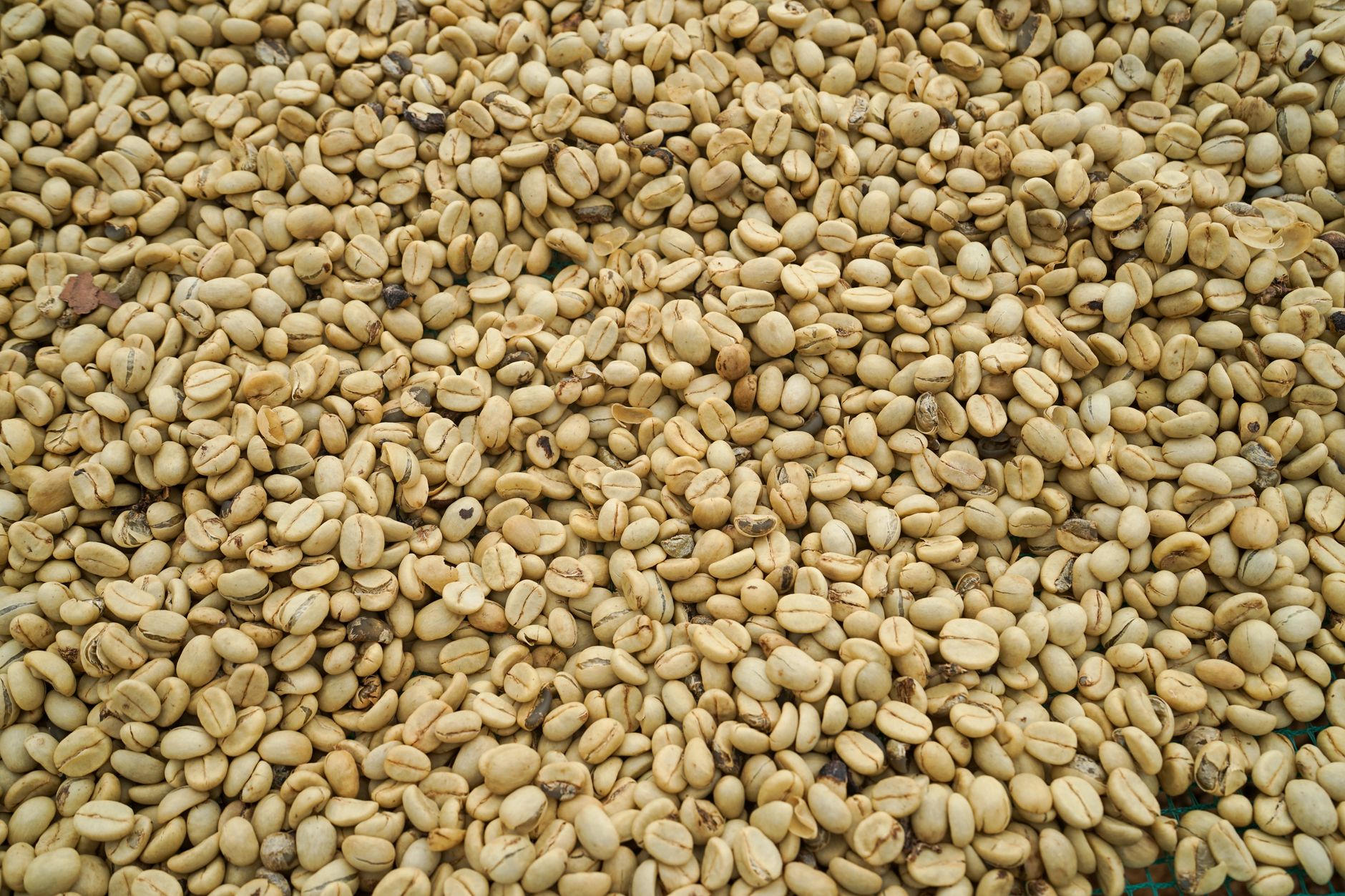 Highland arabica coffee beans drying in the sun