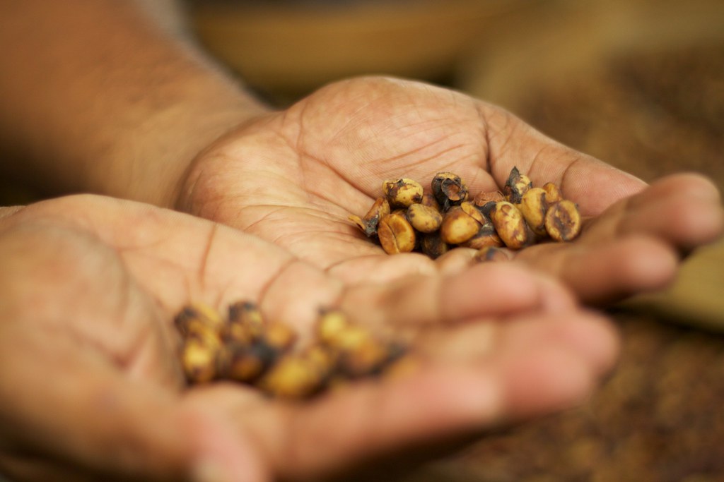 A hand holding kopi luwak beans passed by the civet