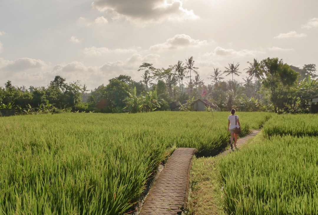 A footpath into the green rice fields