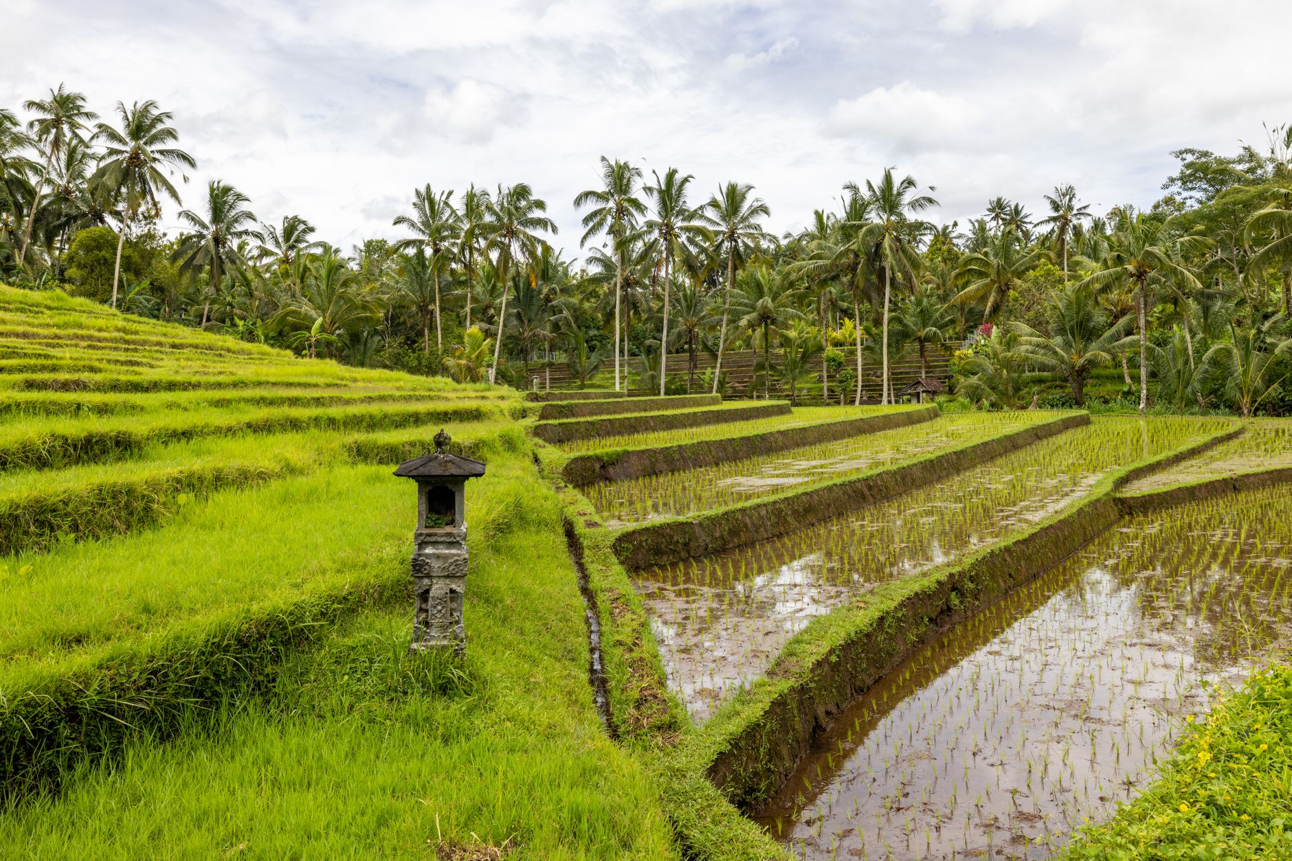 Lush terraced rice fields laced with lanes