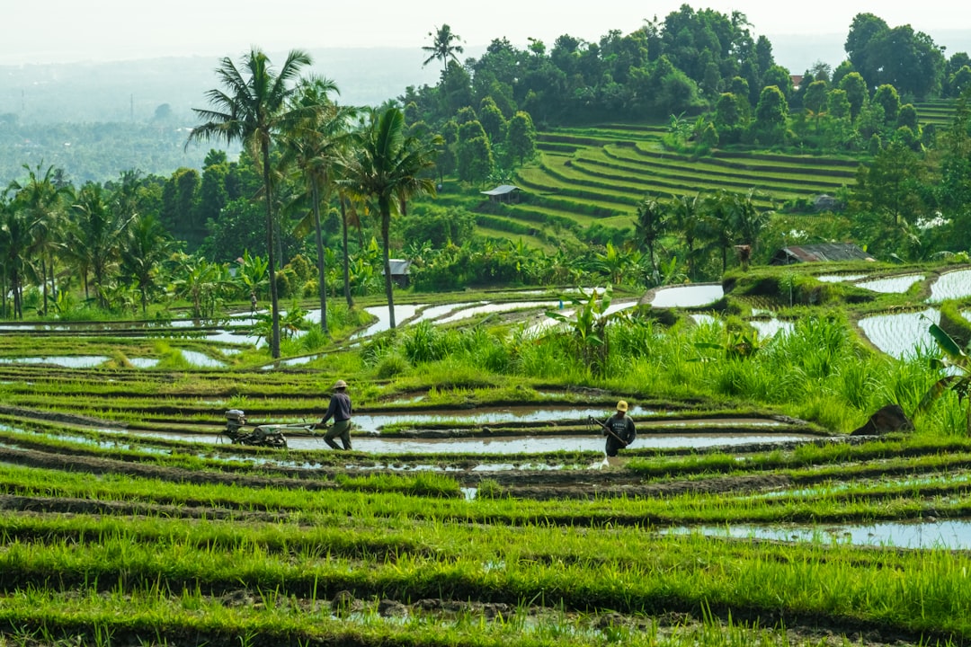 Farmers at work in the green rice terraces