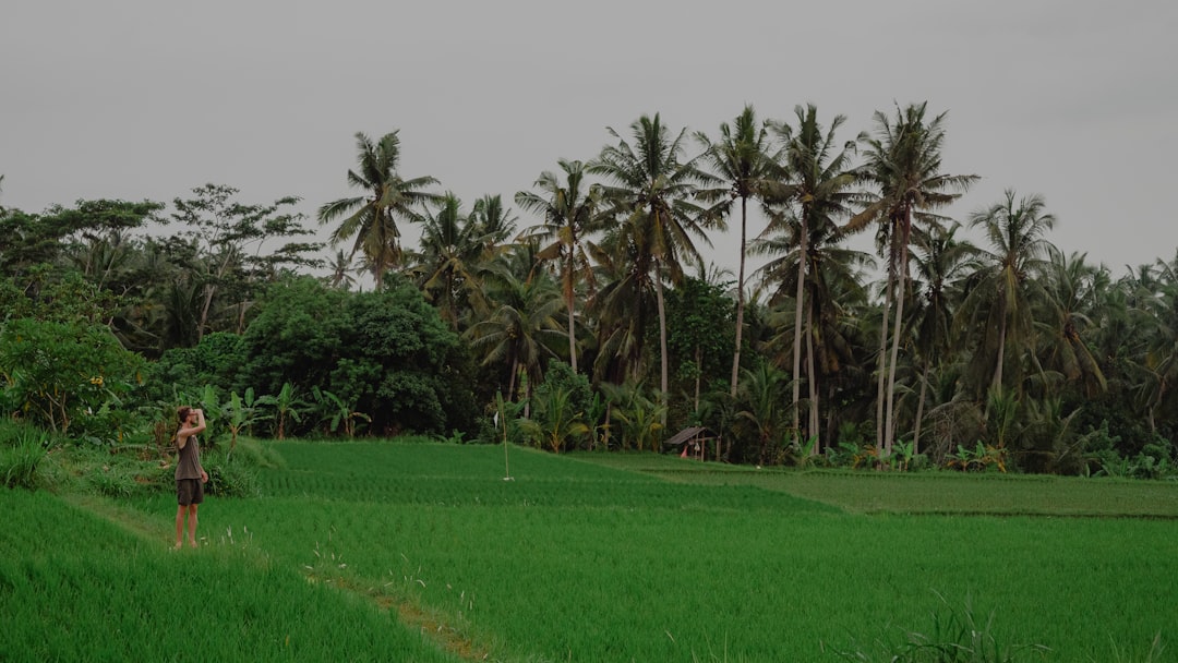 Standing amid the green paddies