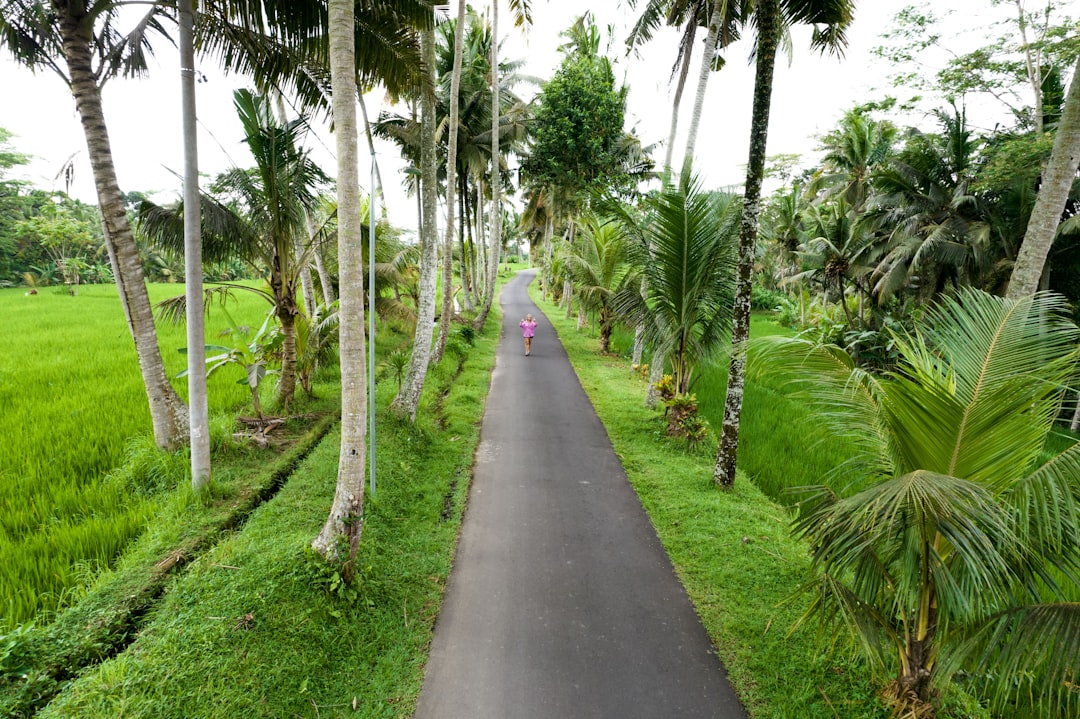 A palm-lined back lane through the paddies, the kind of quiet road Ubud rides follow