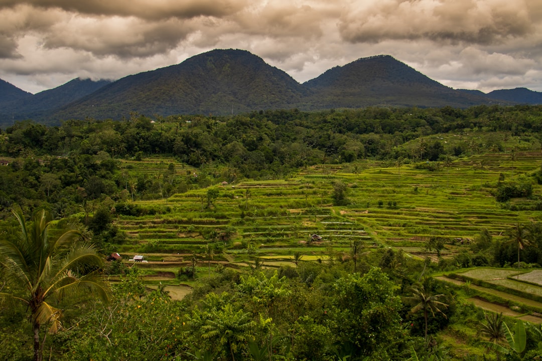 Rice terraces at the rainforest's edge on a highland climb