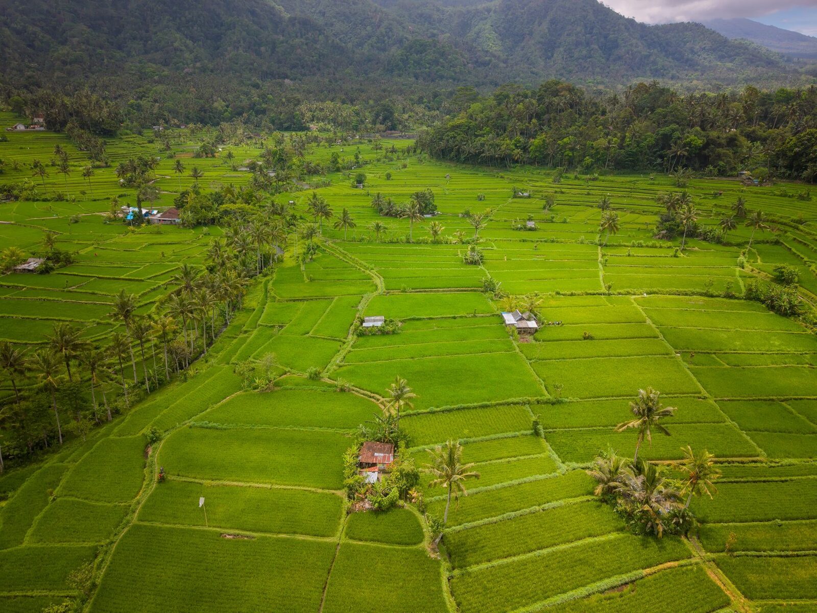 The broad paddy valley of Sidemen, farmhouses scattered among the terraces.