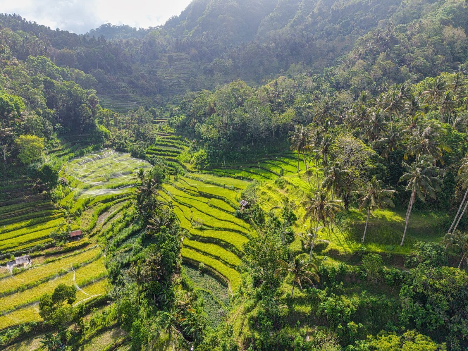 Emerald rice terraces from above.