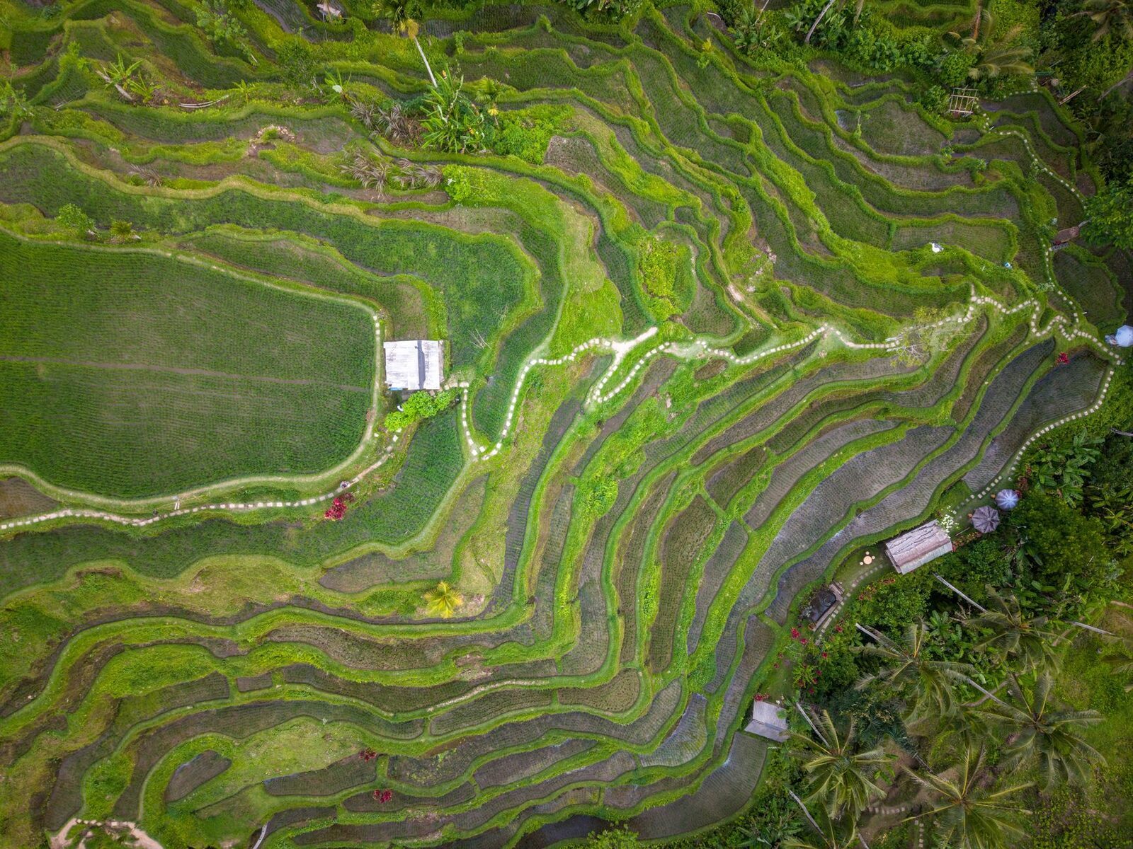 From above, the terraces curve across the entire hillside in green contours.