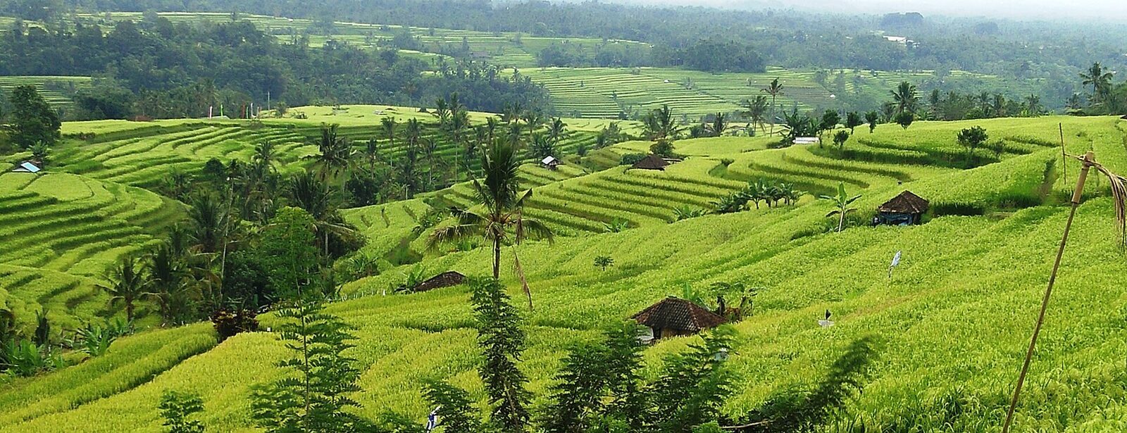 Green paddies stepping across the valley toward the hills, with farm huts dotted between the tiers.