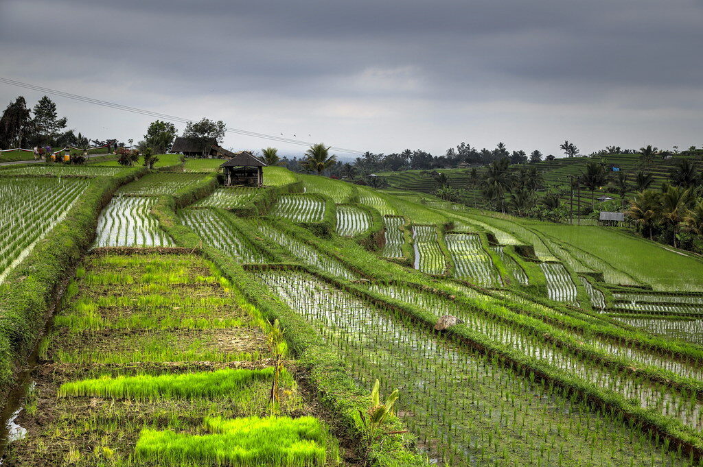 The terraces catching warm light, a thatched hut standing among the fields.