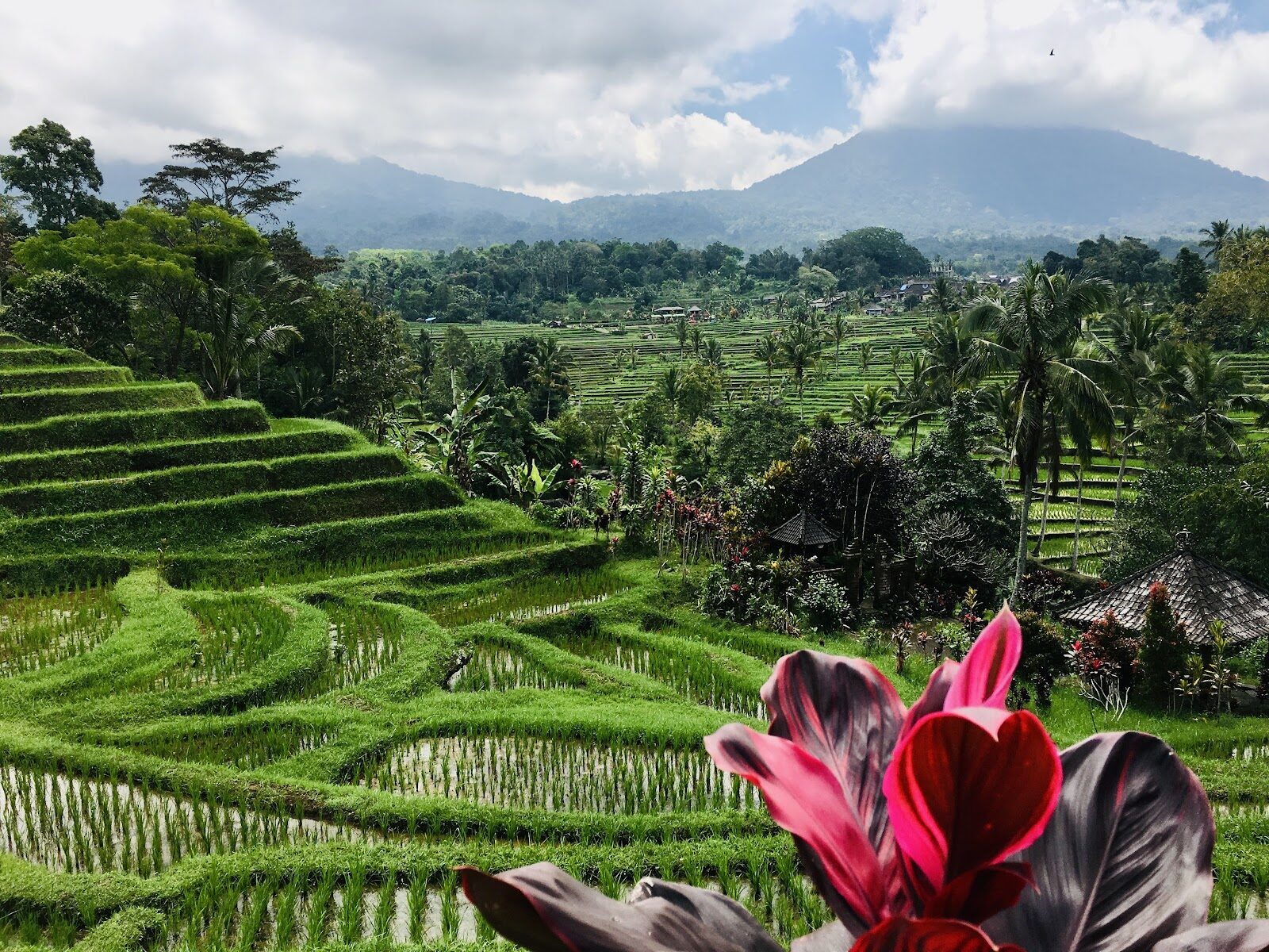 The terraces sweeping toward the distant mountains beyond the ridge.