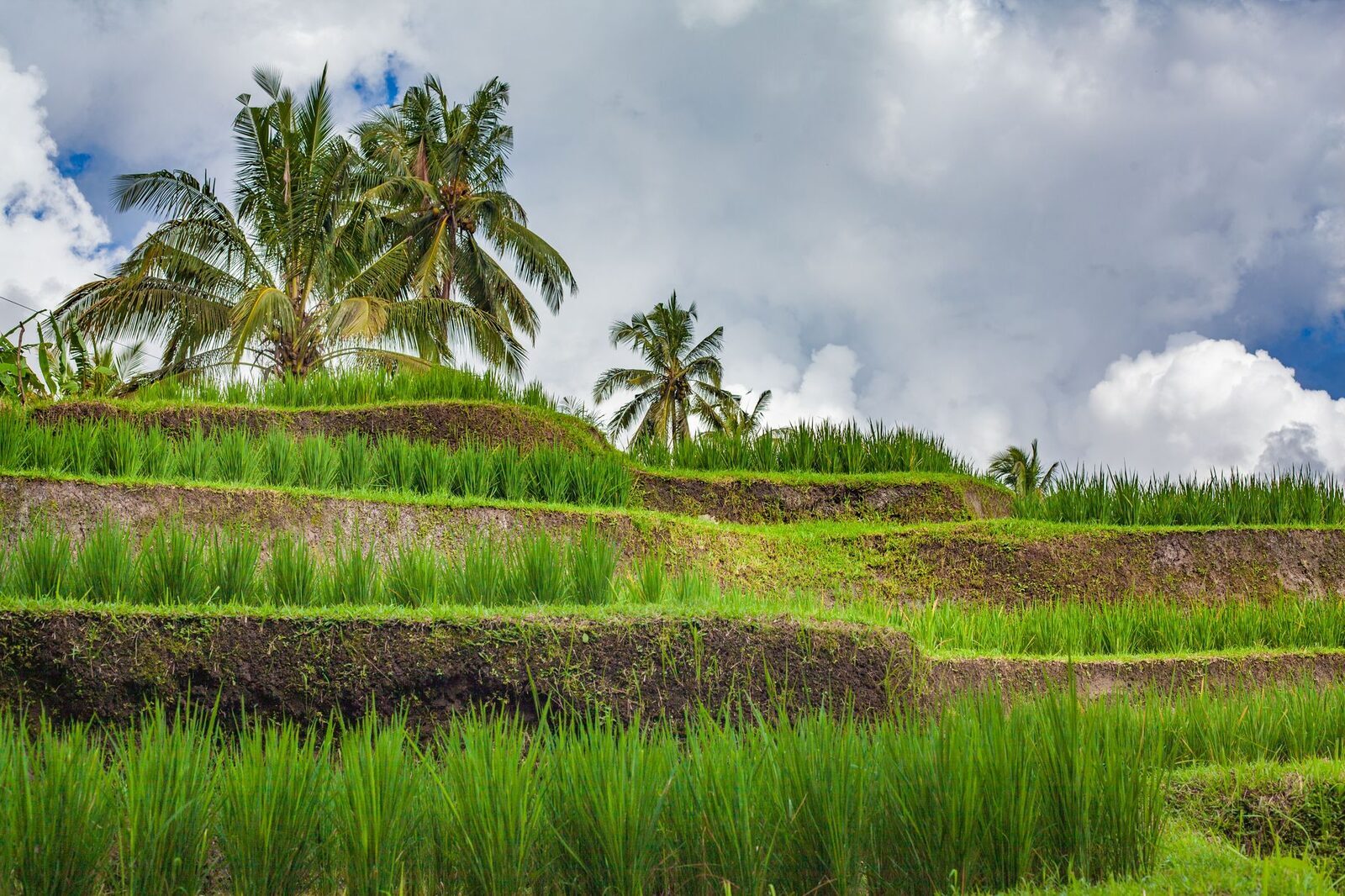 Bright green rice close up along the path, palms rising behind.