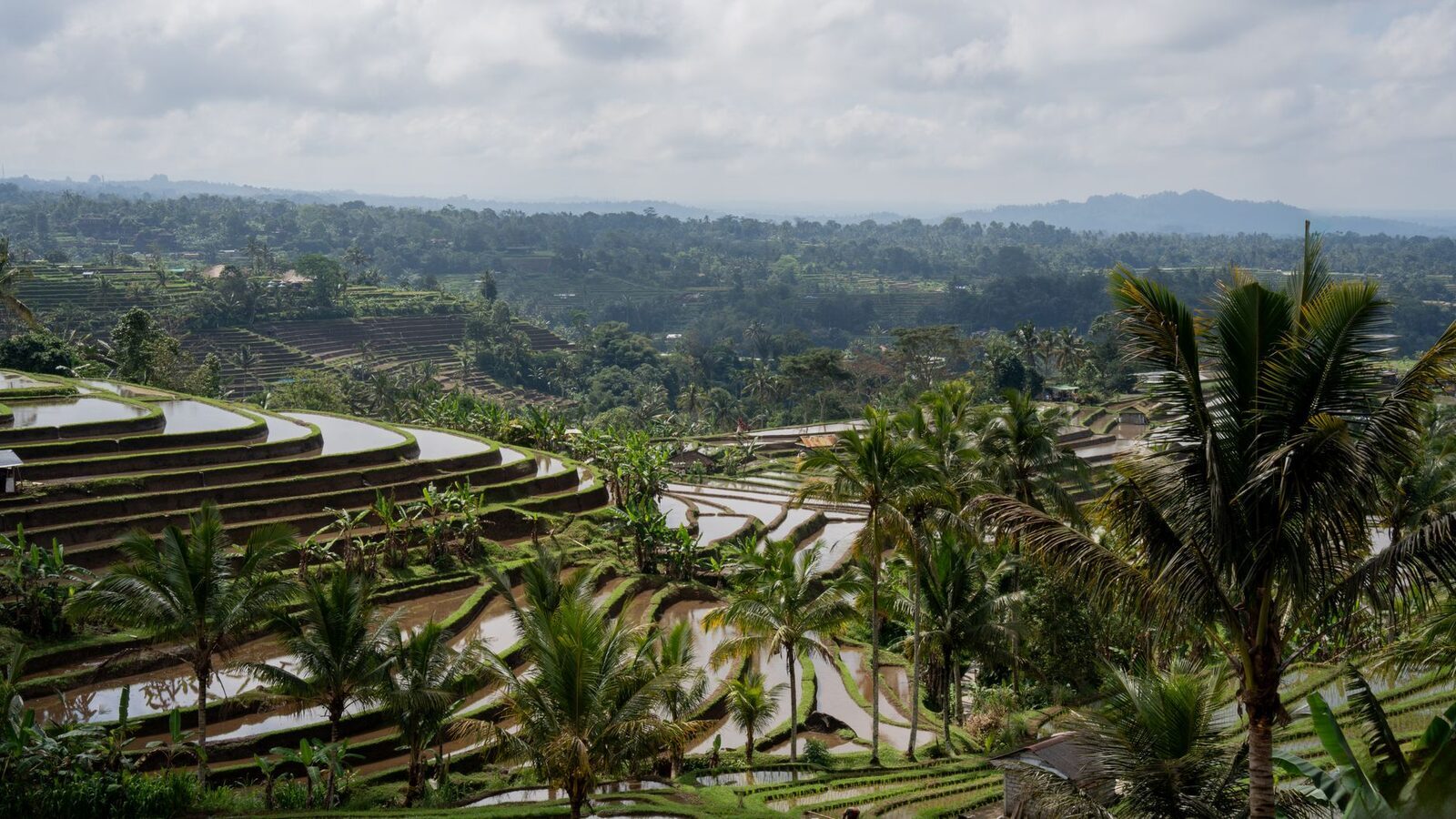 A broad stretch of terraces with a lone palm — the kind of open country the longer loops cross.