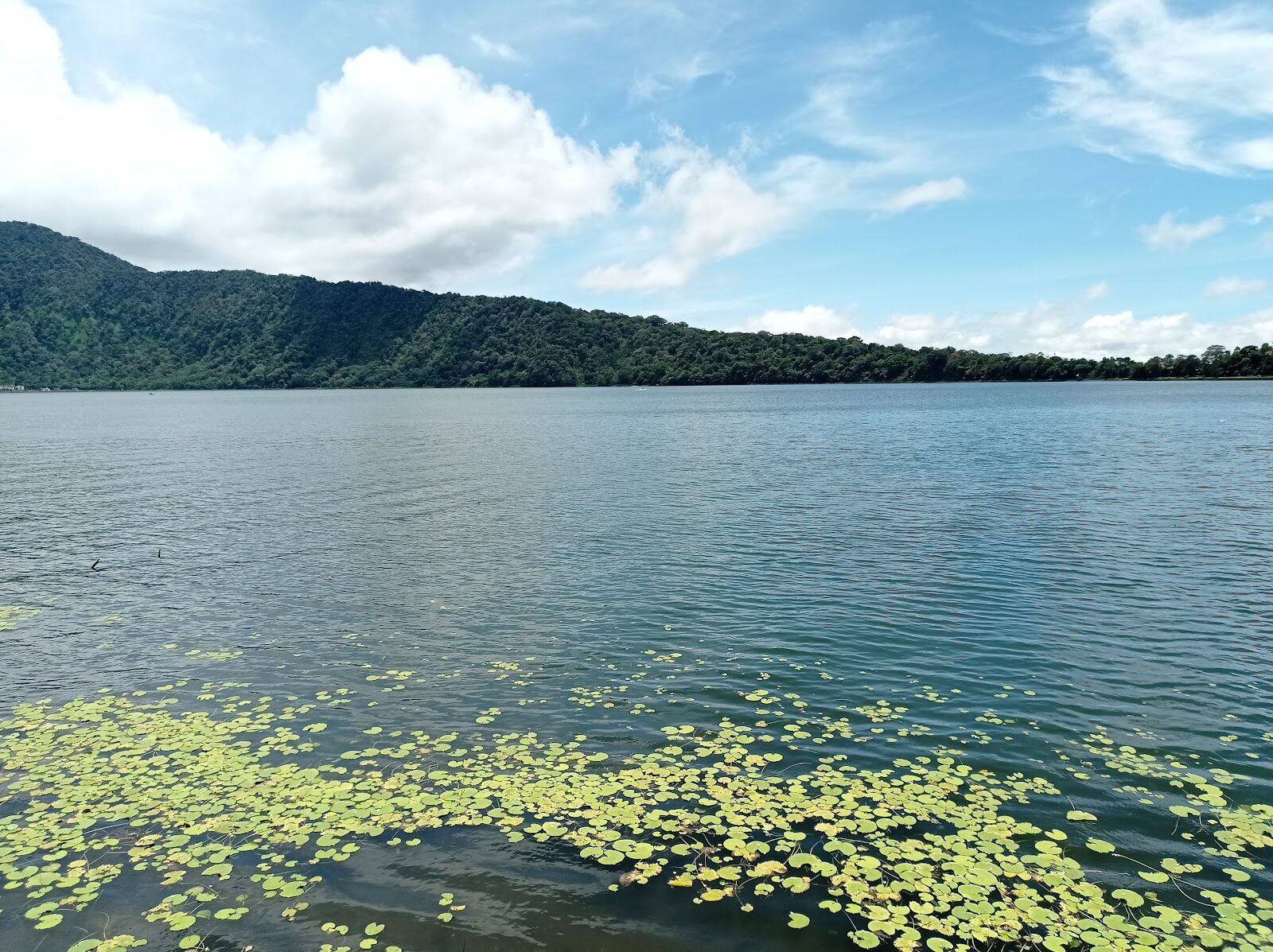 Lily-fringed still water in the Bedugul highlands.