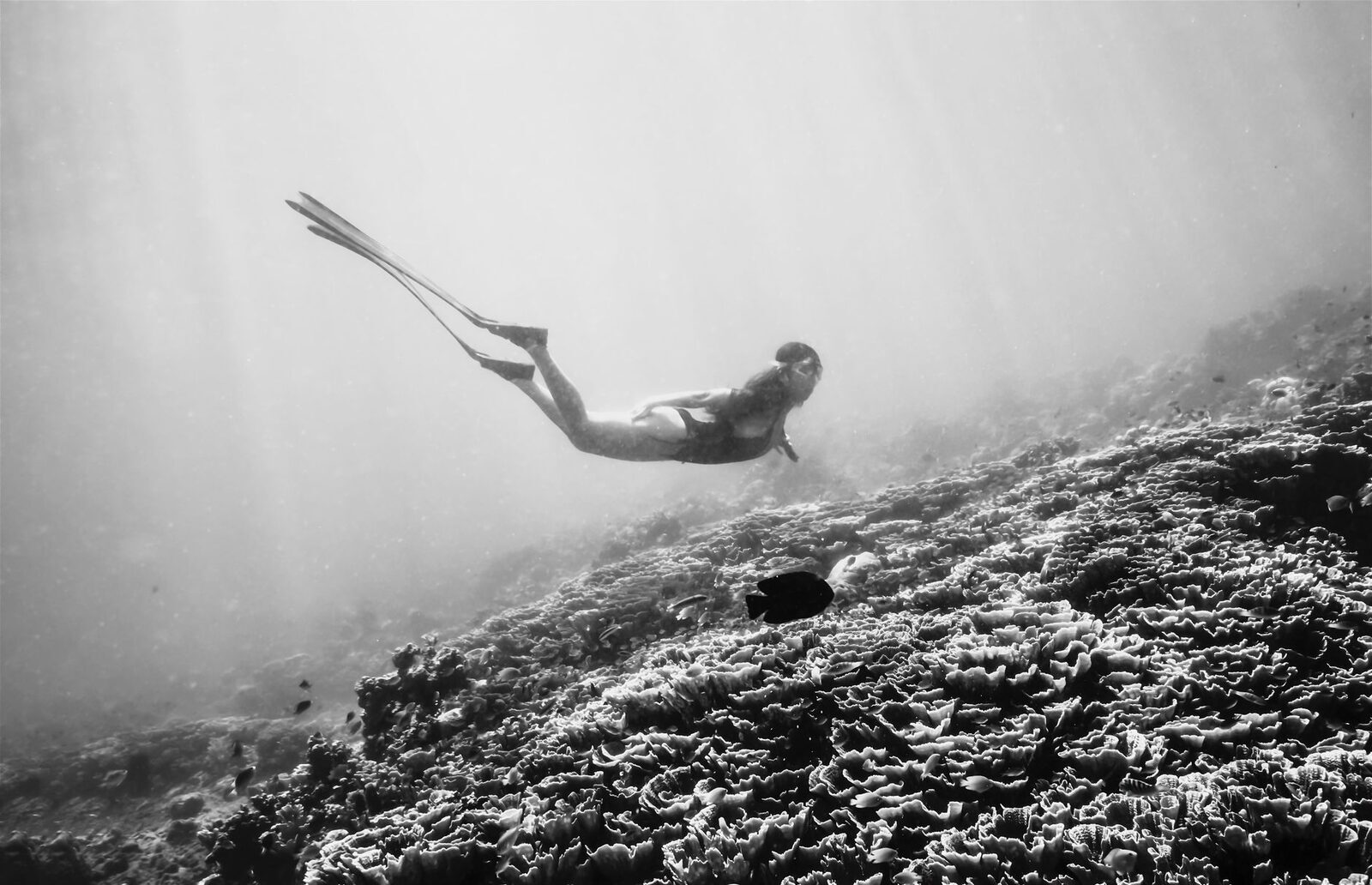 A diver gliding over the reef in raking light.