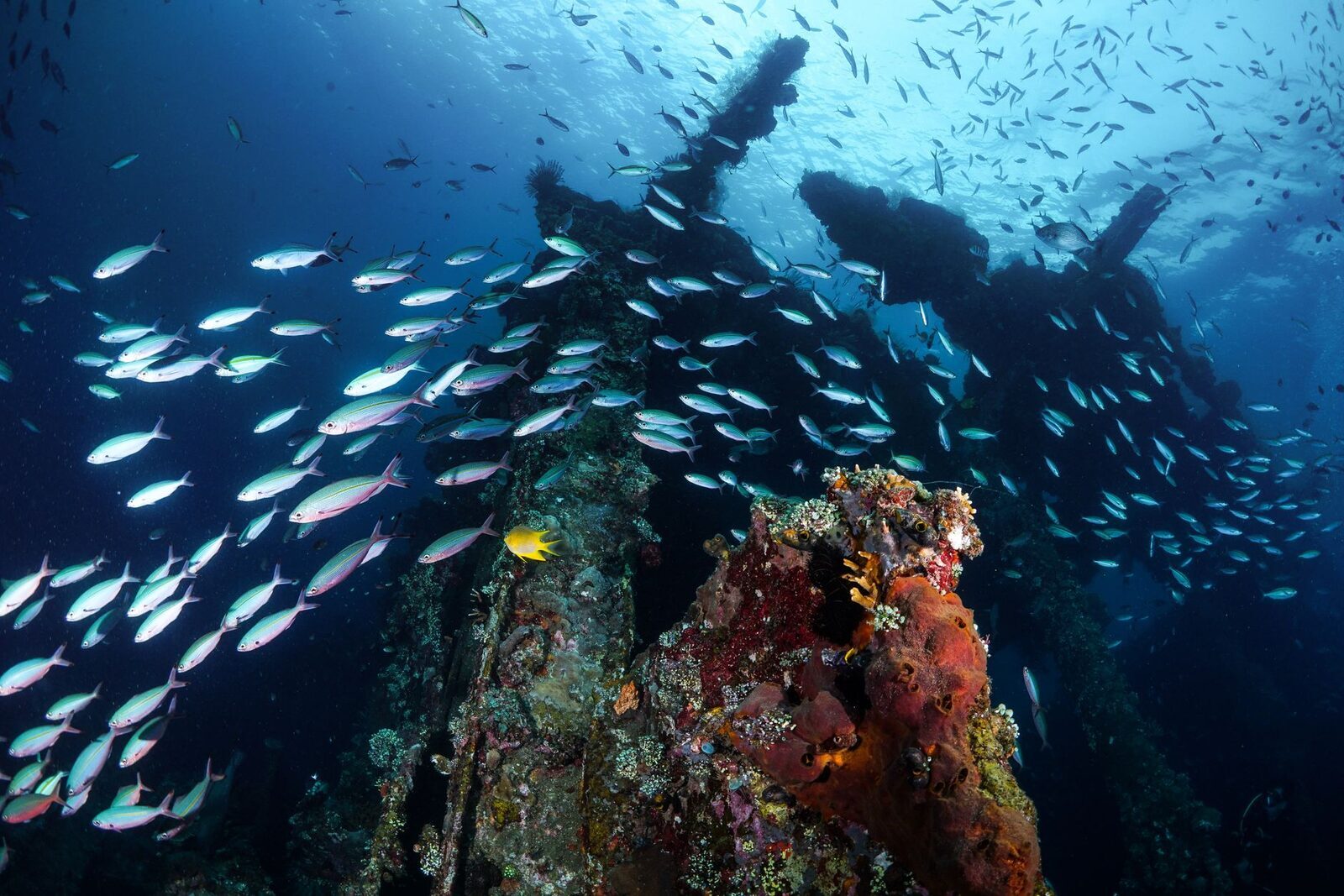 Schooling fish massing over a coral-draped wreck.