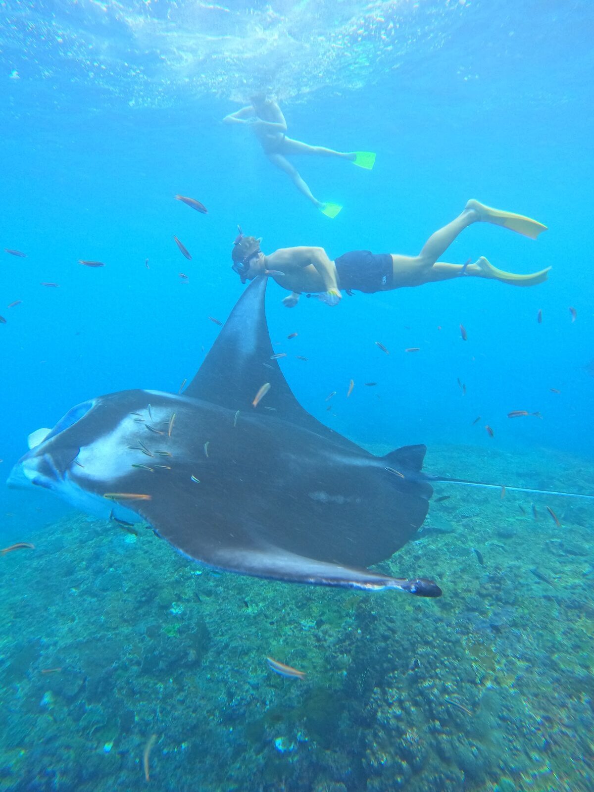 A snorkeller finning above a passing manta — the actual experience off the Nusas.