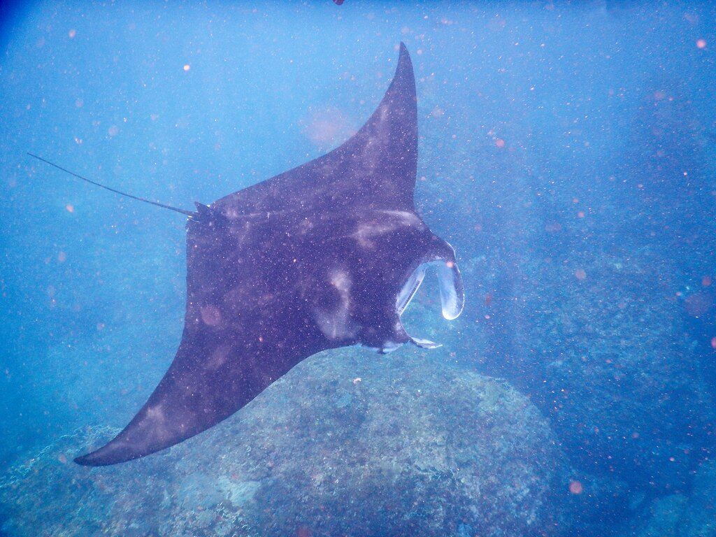 A manta banking past at Manta Point.