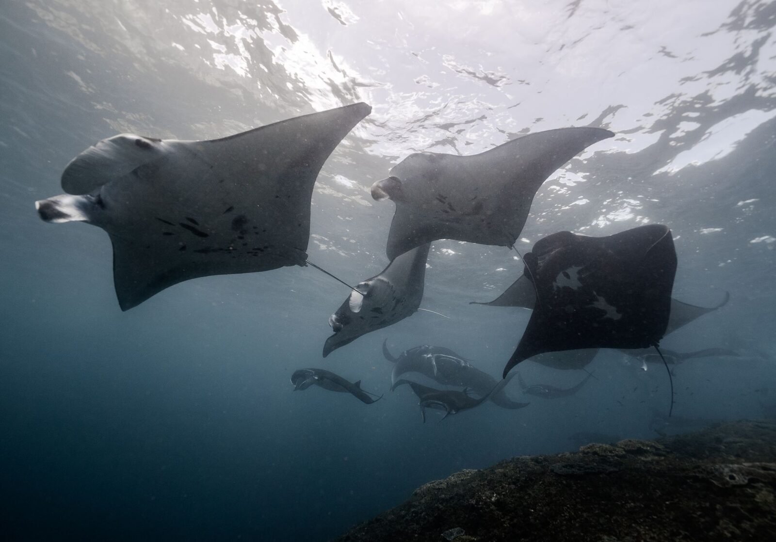 Several mantas circling together over a cleaning-station reef.