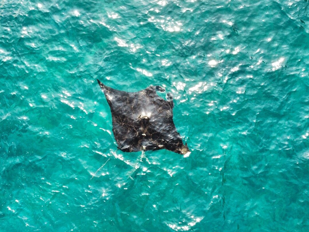A manta seen from above, cruising just under the surface in turquoise water.