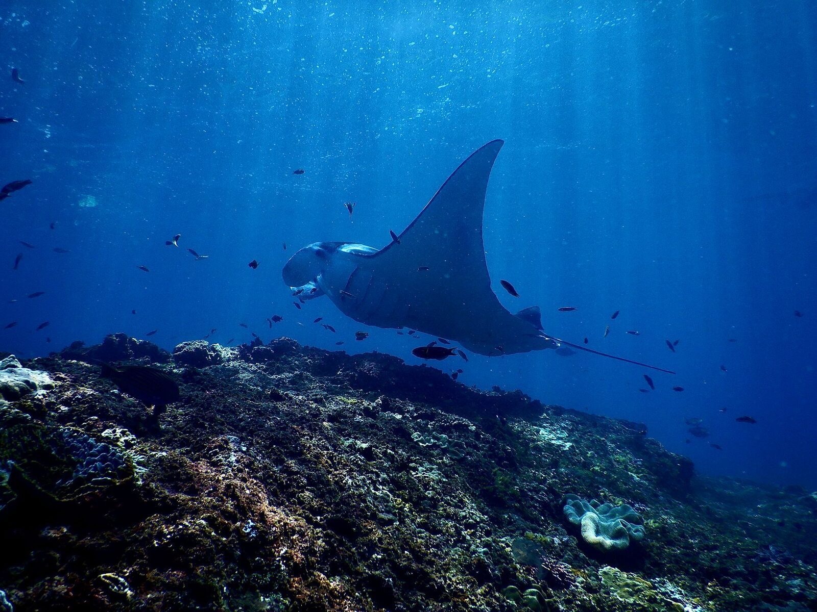 A manta ray under shafts of sunlight above the reef.