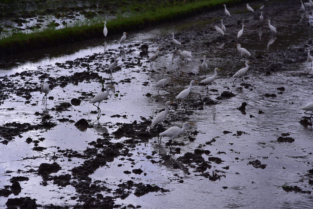 White egrets picking through a freshly worked paddy — the birds that follow the planting.