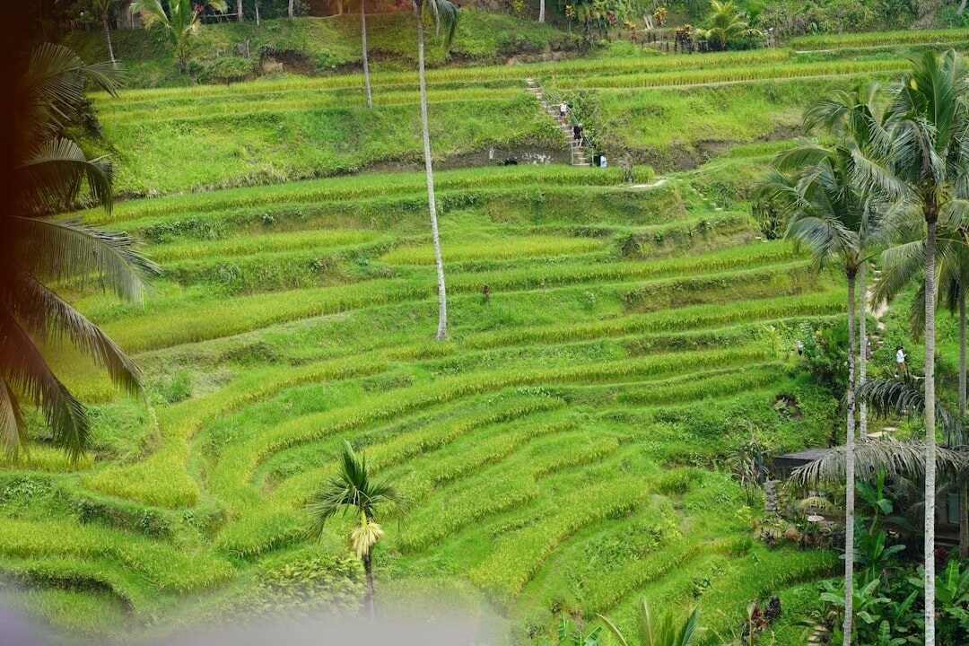 Stepped green terraces stacked tightly up a slope.