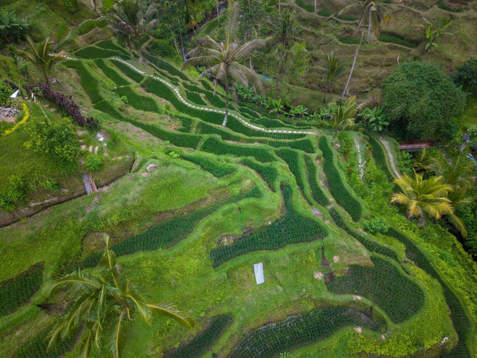 From above, the flooded terraces trace the contours the water follows downhill.