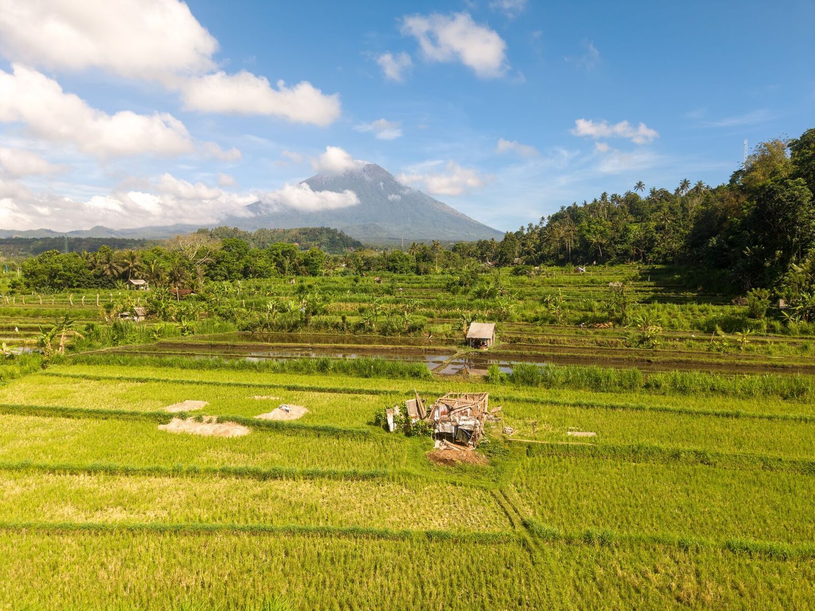 Green-gold paddy with Agung a distant cone on the skyline.