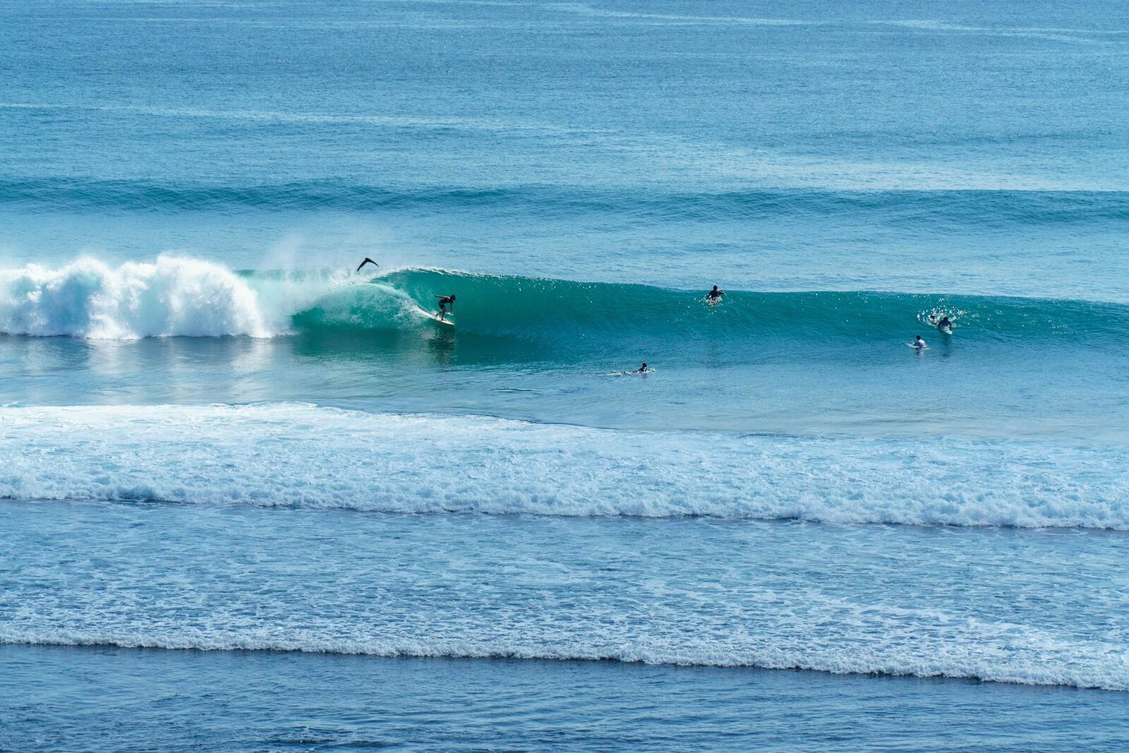 A hollow reef wave breaking over shallow water, surfers just off the reef.