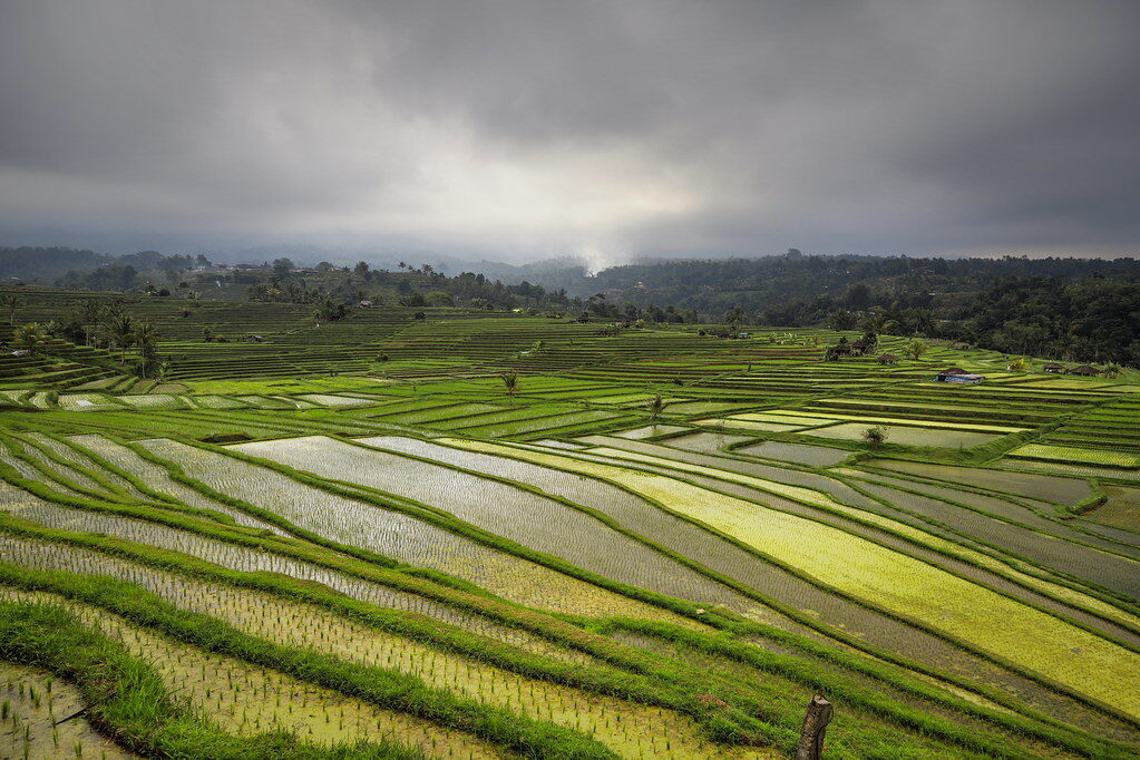 Jatiluwih under cloud, the flooded terraces catching the light.
