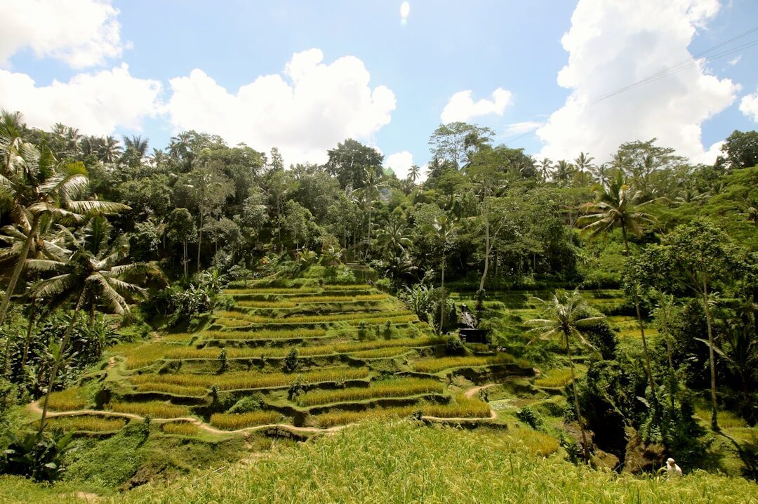 A narrow trail cut through the green, palms rising on either side.