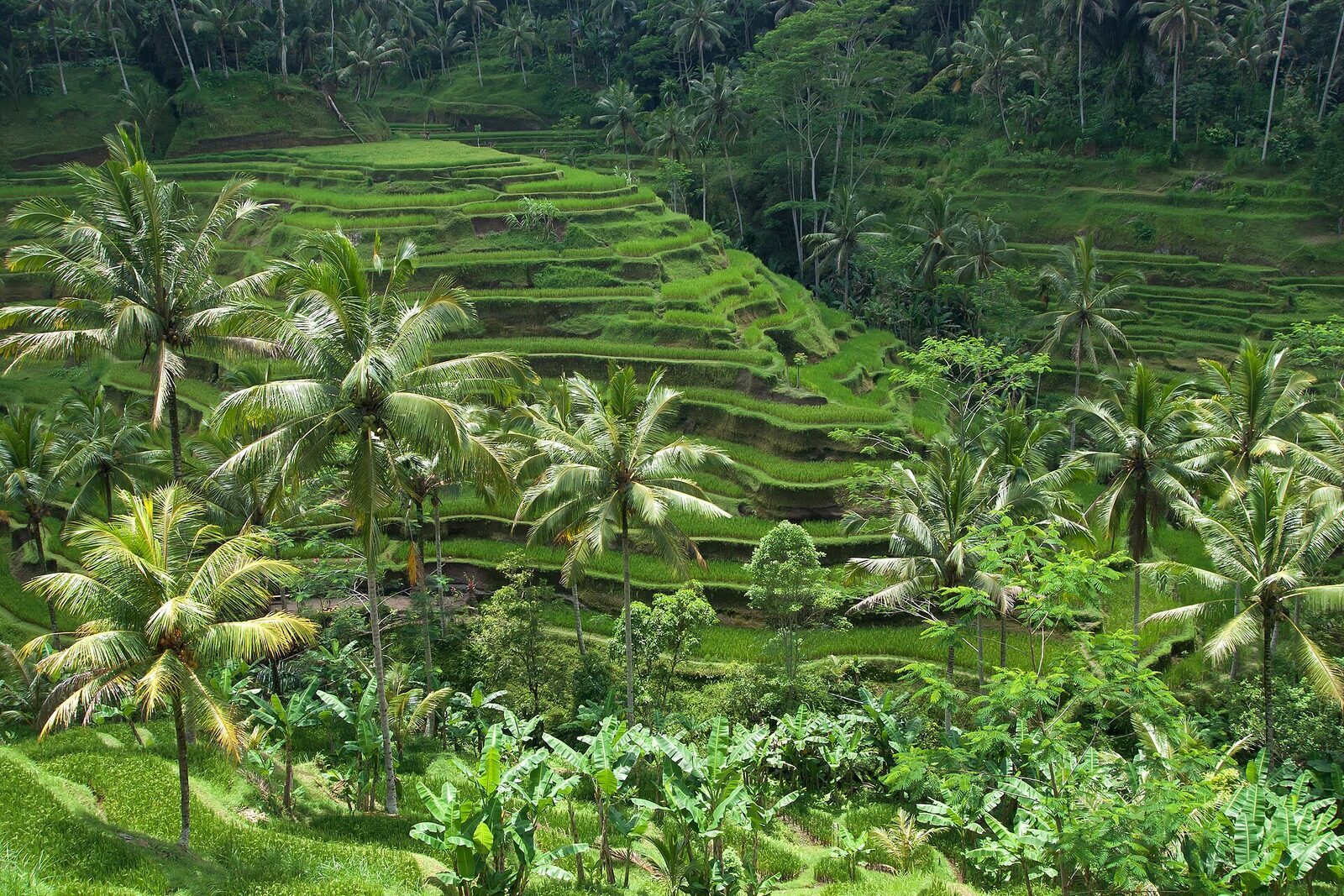 Rice terraces and palms on a Bali hillside, the tiers catching the light.