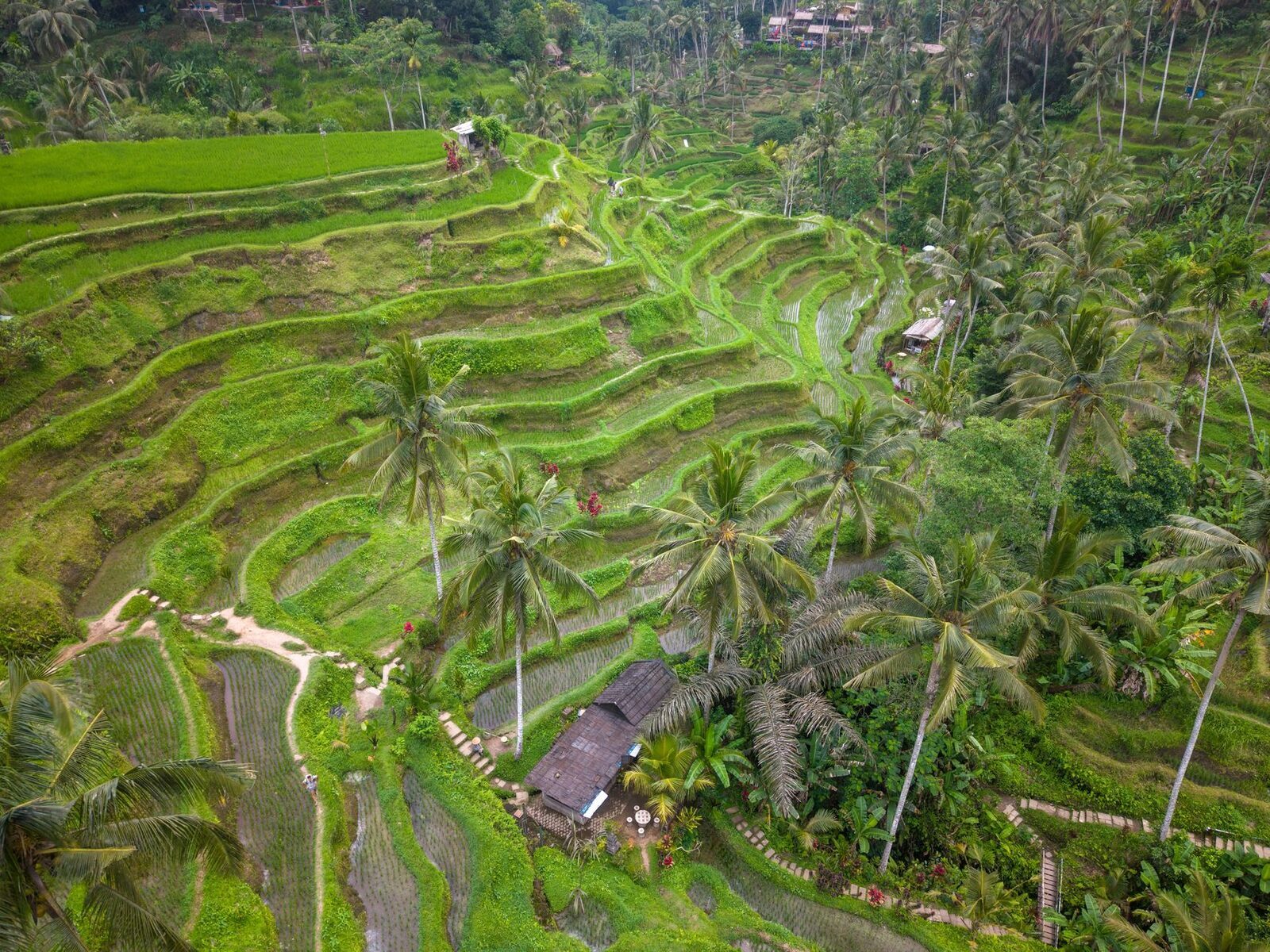 An aerial look at the compact terraced valley, both walls under cultivation.