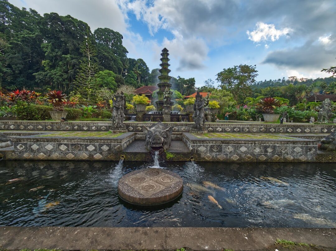 The fountain rising from the koi pond, fish massing in the shallows below.
