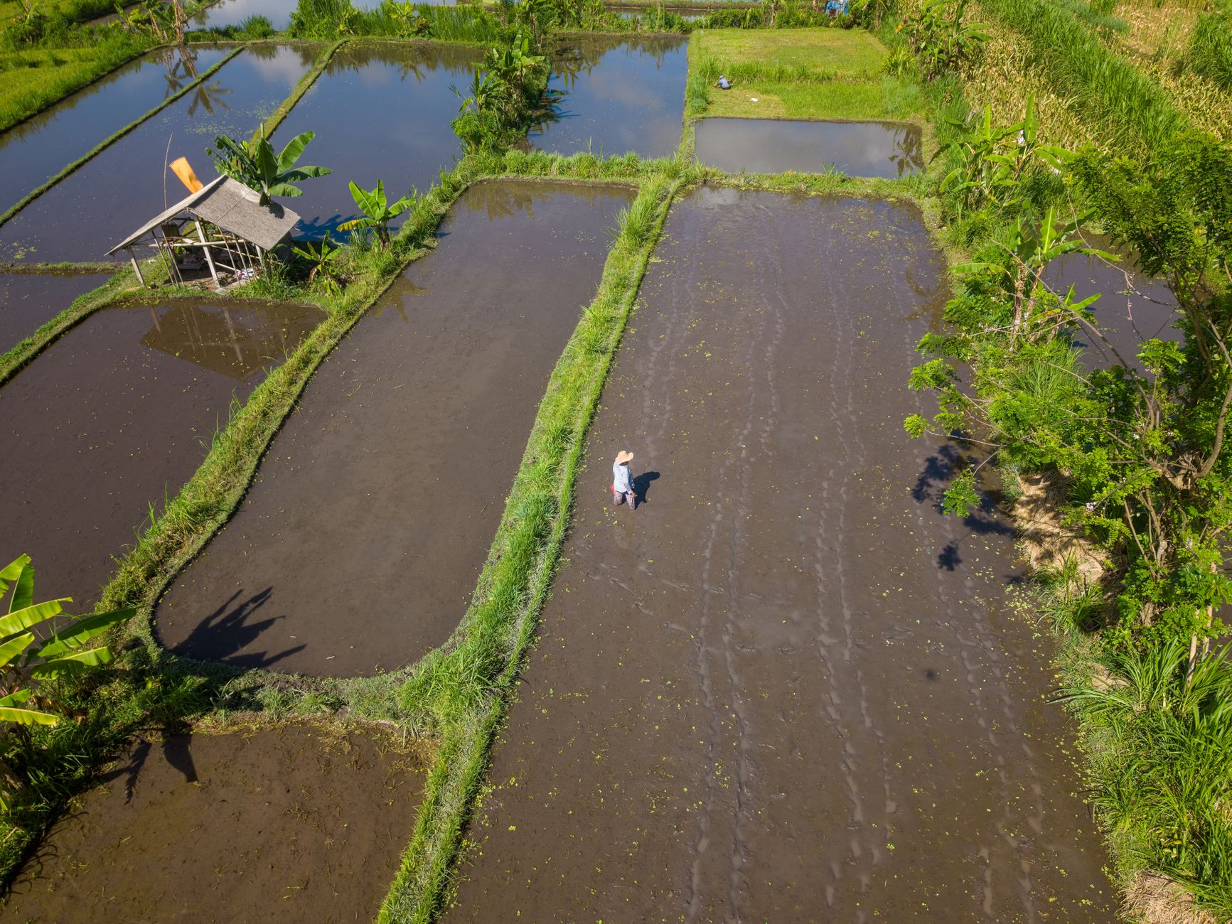 Aerial view of rice fields with a villa