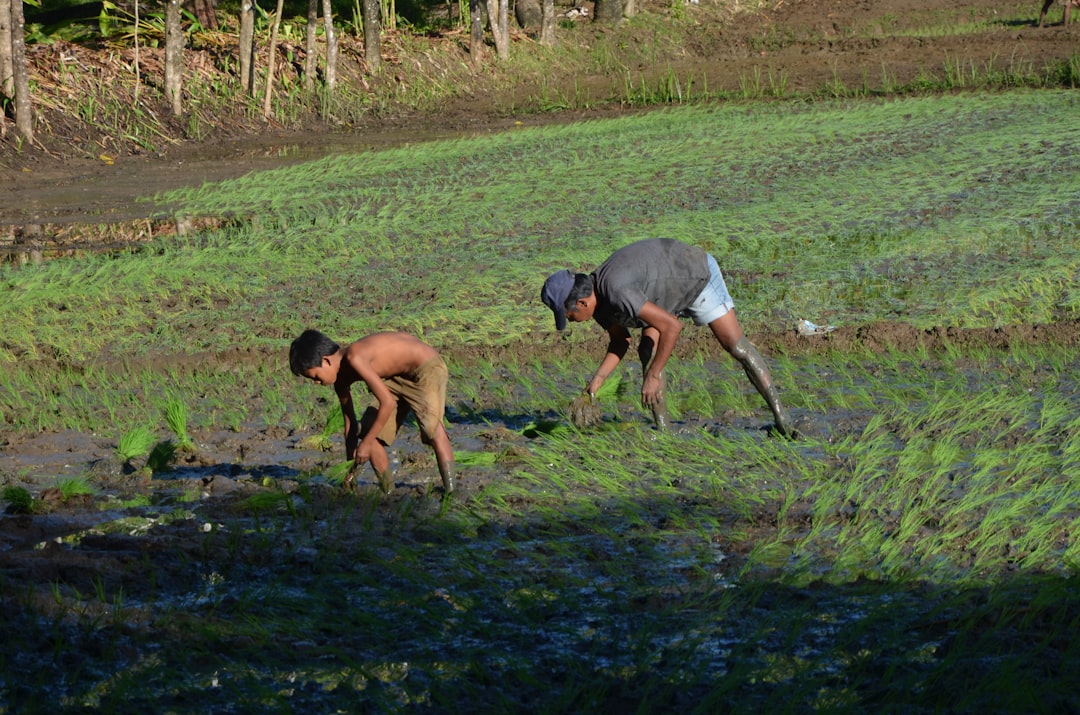 Planting rice by hand in a flooded paddy