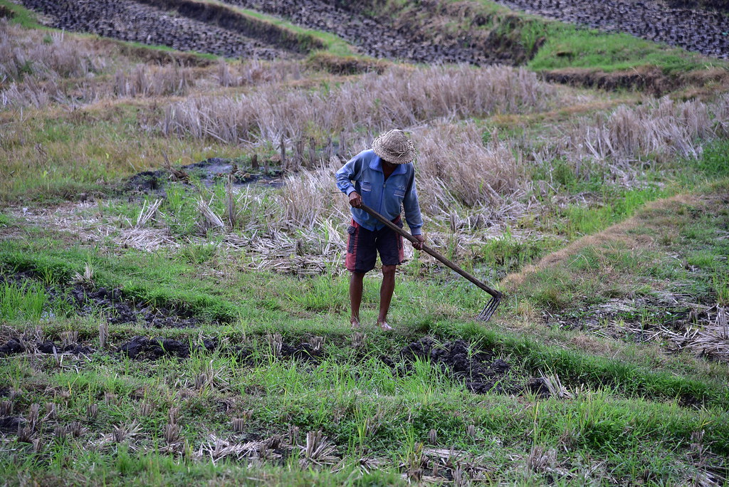 A farmer tending his plot