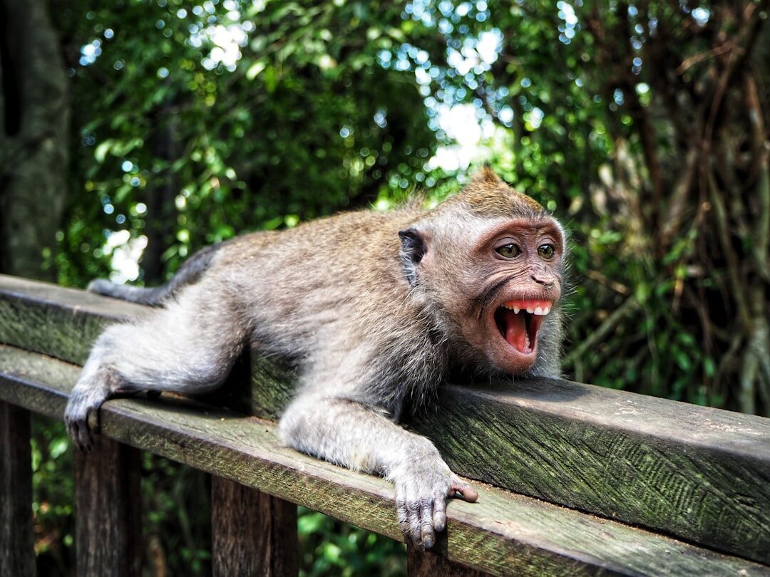An open-mouthed macaque on the railing — assume anything not strapped down is negotiable.